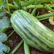 Load image into Gallery viewer, Italian Genovese Squash Seeds | NON-GMO | Heirloom | Fresh Garden Seeds