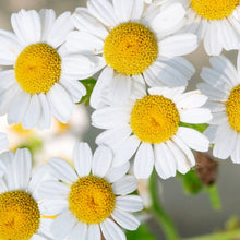 Load image into Gallery viewer, German Chamomile Seeds | NON-GMO | Heirloom | Fresh Garden Seeds