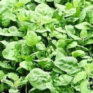 Giant Noble Spinach Seeds | NON-GMO | Instant Latch Fresh Garden Seeds