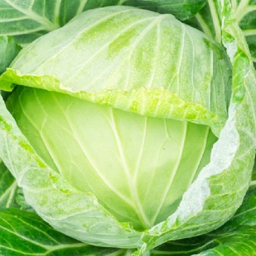 Golden Acre Cabbage Seeds | NON-GMO | Instant Latch Fresh Garden Seeds