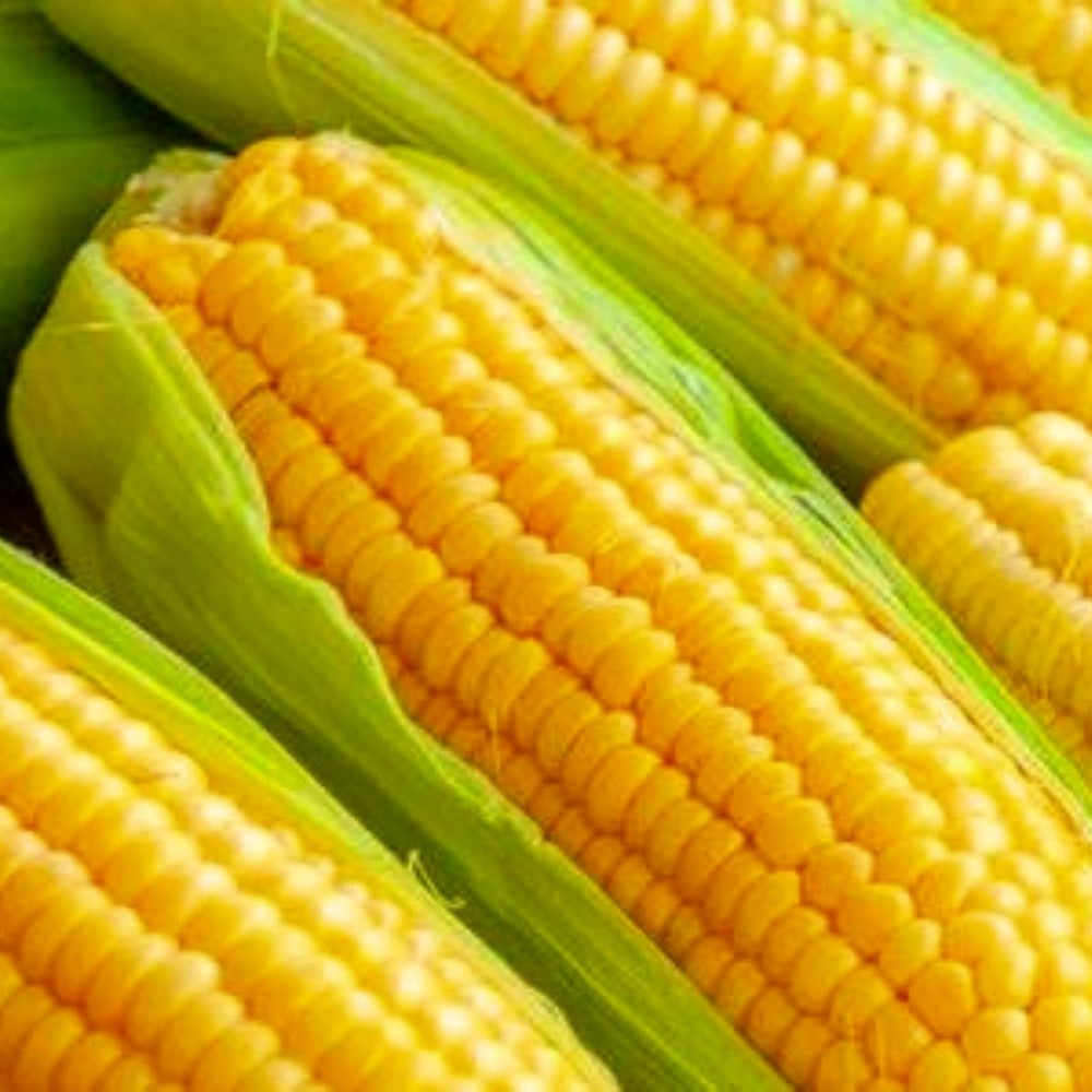 non gmo corn seeds for planting Golden Bantam Corn Seeds | Non-GMO | Heirloom