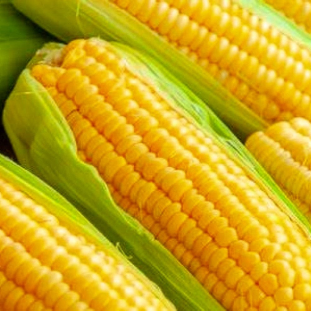 Golden Bantam Corn Seeds | Non-GMO | Heirloom | Fresh Garden Seeds