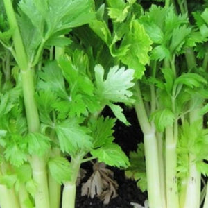 Golden Celery Seeds | NON-GMO | Heirloom | Fresh Garden Seeds