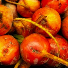 Load image into Gallery viewer, Golden Detroit Beet Seeds | NON-GMO | Heirloom | Fresh Garden Seeds