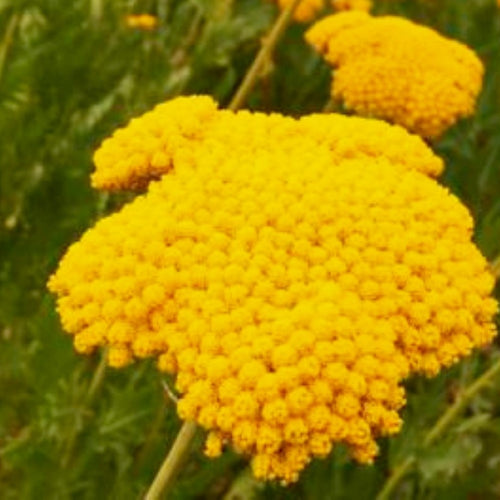 Golden Yarrow Seeds | NON-GMO | Heirloom | Fresh Garden Seeds
