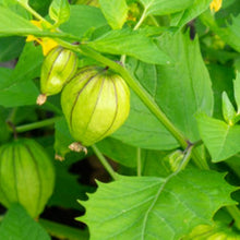 Load image into Gallery viewer, Tomatillo Seeds | Grande Rio Verde | NON-GMO | Heirloom | Fresh Garden Seeds