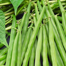 Load image into Gallery viewer, Greencrop Bush Bean Seeds | NON-GMO | Heirloom | Fresh Garden Seeds