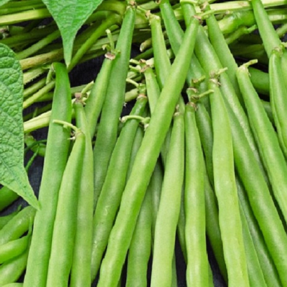 Greencrop Bush Bean Seeds | NON-GMO | Heirloom | Fresh Garden Seeds
