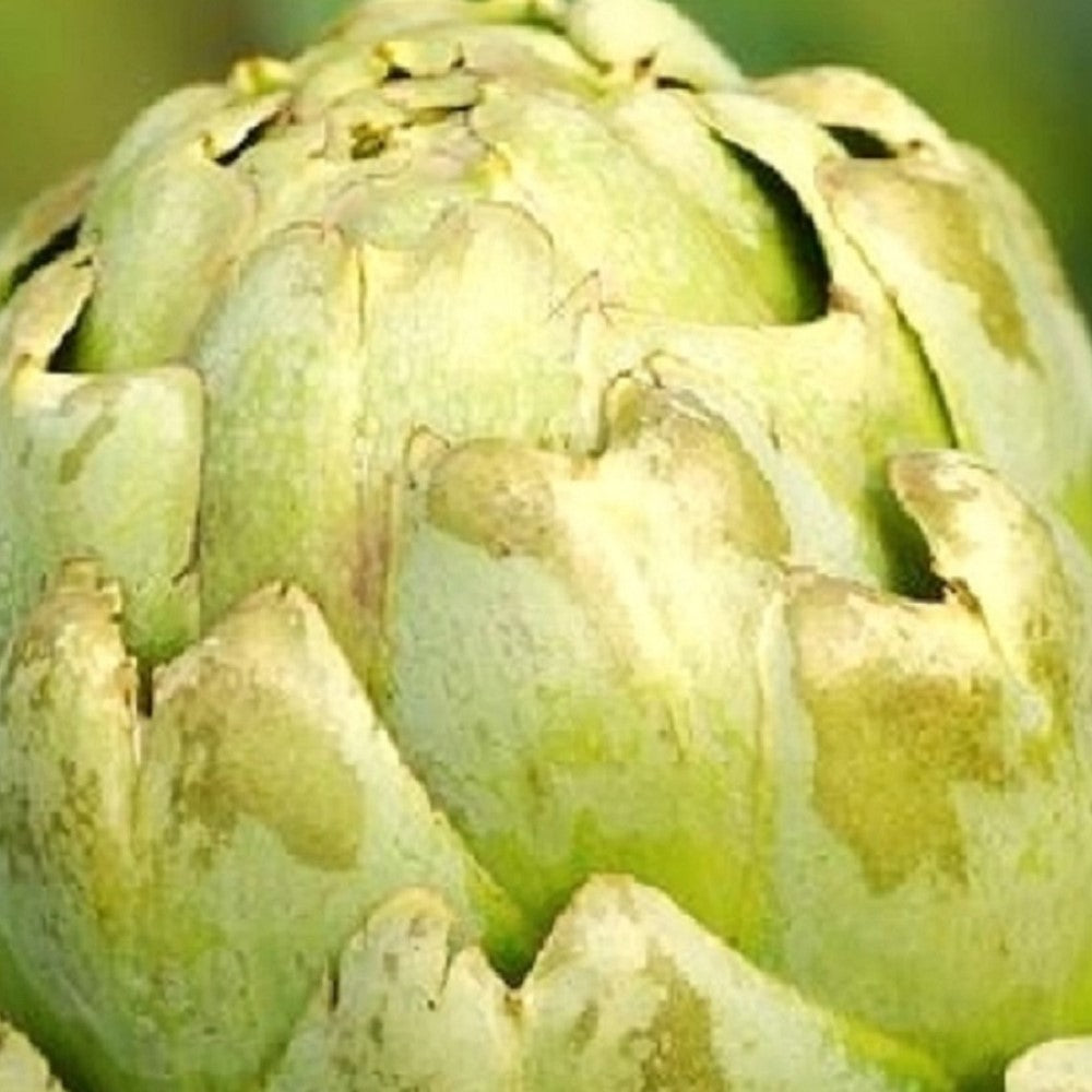 Green Globe Artichoke Seeds | NON-GMO | Fresh Garden Seeds