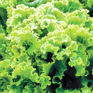 Green Ice Leaf Lettuce Seeds | NON-GMO | Heirloom | Fresh Garden Seeds