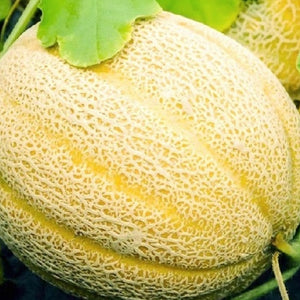 Hales Best Jumbo Cantaloupe Seeds | NON-GMO | Instant Latch Fresh Garden Seeds