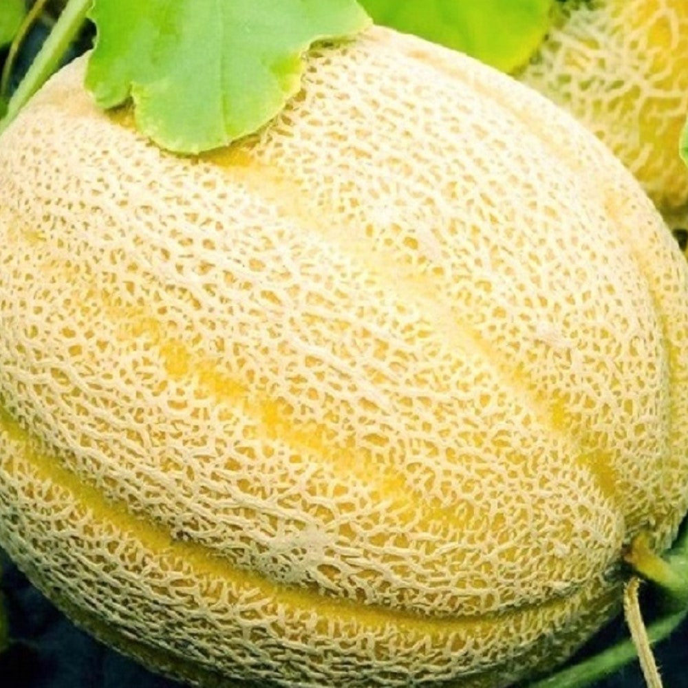 Hales Best Jumbo Cantaloupe Seeds | NON-GMO | Instant Latch Fresh Garden Seeds