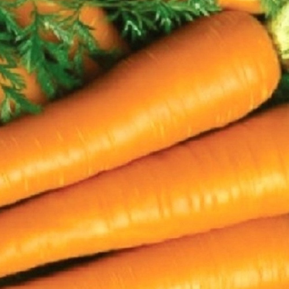 Imperator Carrot Seeds | NON-GMO | Instant Latch Fresh Garden Seeds