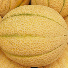 Load image into Gallery viewer, Iroquois Melon Seeds | NON-GMO | Heirloom | Fresh Garden Seeds