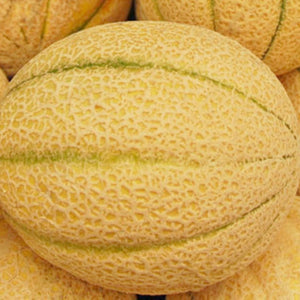 Iroquois Melon Seeds | NON-GMO | Heirloom | Fresh Garden Seeds