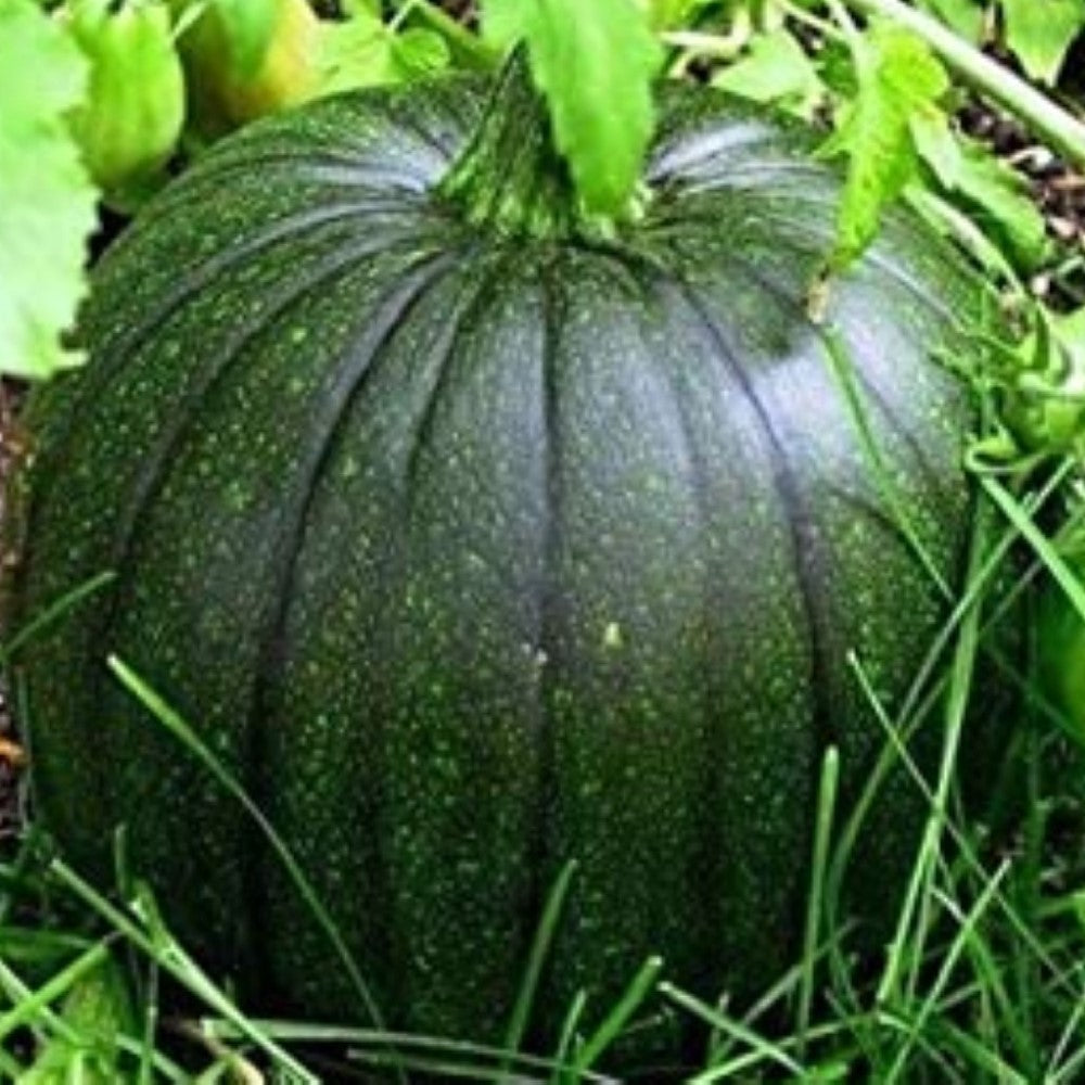 Italian Squash Zucca De Lungo Verde Seeds | NON-GMO | Fresh