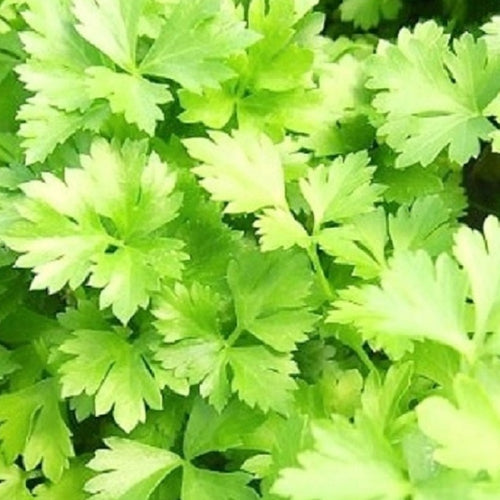 Italian Parsley Dark Green Flat Leaf Seeds | NON-GMO | Instant Latch Fresh Garden Seeds