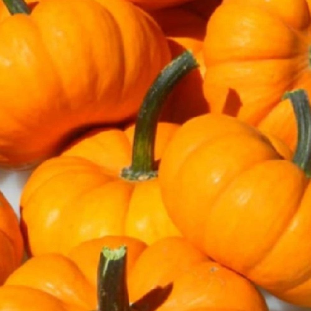 Jack Be Little Pumpkin Seeds | NON-GMO | Heirloom | Fresh Garden Seeds