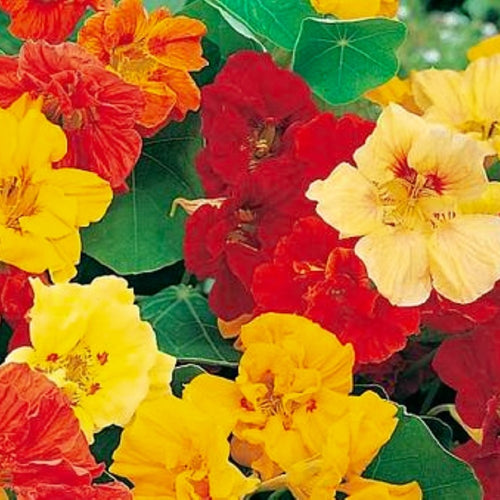 Jewel Mix Nasturtium Seeds | NON-GMO | Heirloom | Fresh Flower Seeds