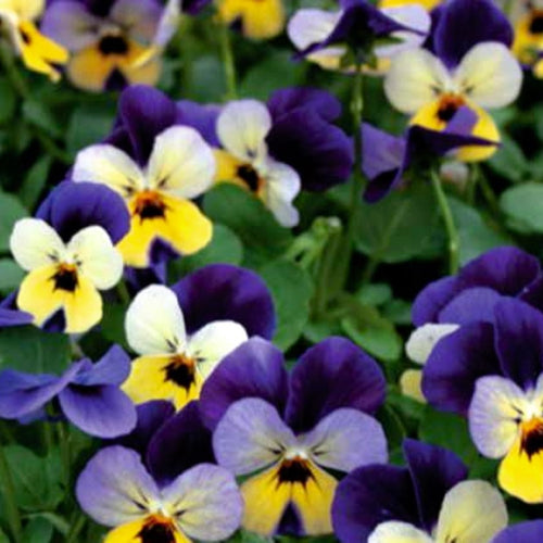 Johnny Jump Up Viola Seeds | NON-GMO | Heirloom | Fresh Flower Seeds