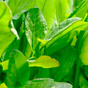 Large Leaf Sorrel Herb Seeds | NON-GMO | Heirloom | Fresh Herb Seeds