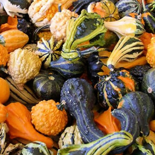 Large Mix Gourd Seeds | NON-GMO | Heirloom | Fresh Garden Seeds