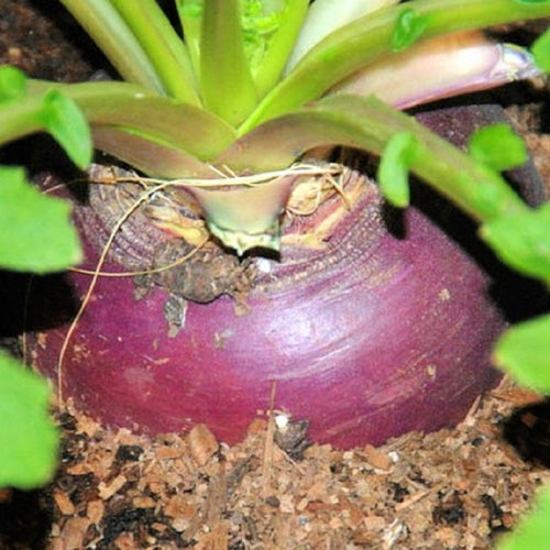 Rutabaga Seeds | Laurentian | NON-GMO | Heirloom | Fresh Garden Seeds
