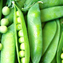 Load image into Gallery viewer, Lincoln Pea Seeds | NON-GMO | Fresh Garden Seeds