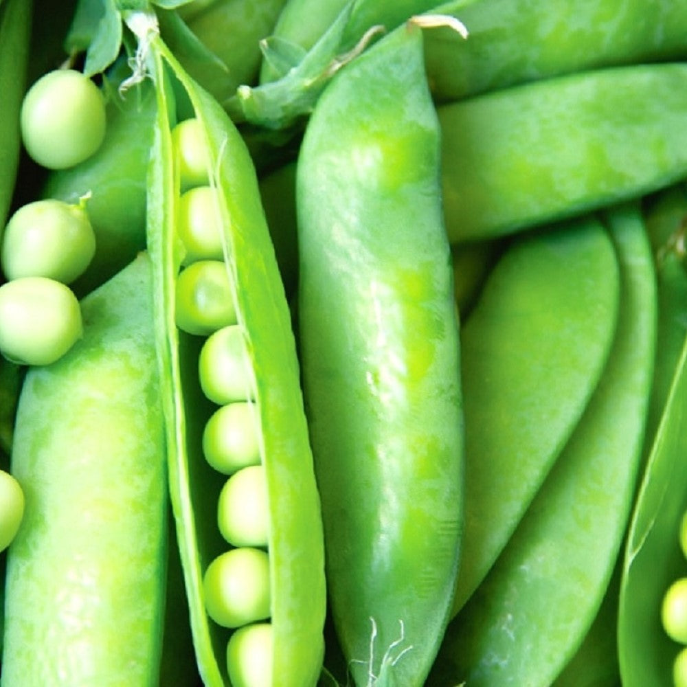 Lincoln Pea Seeds | NON-GMO | Fresh Garden Seeds