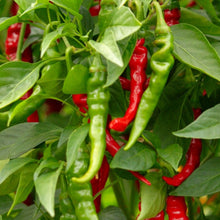 Load image into Gallery viewer, Long Slim Cayenne Hot Pepper Seeds | NON-GMO | Heirloom | Fresh Garden Seeds