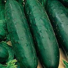 Load image into Gallery viewer, Marketmore 76 Cucumber Seeds | NON-GMO | Fresh Garden Seeds