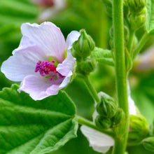 Load image into Gallery viewer, Marshmallow Seeds | NON-GMO | Heirloom | Fresh Garden Seeds