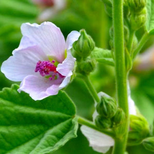 Marshmallow Seeds | NON-GMO | Heirloom | Fresh Garden Seeds