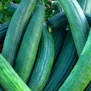 Metki Dark Green Armenian Cucumber Seeds | NON-GMO | Heirloom Fresh Garden Seeds