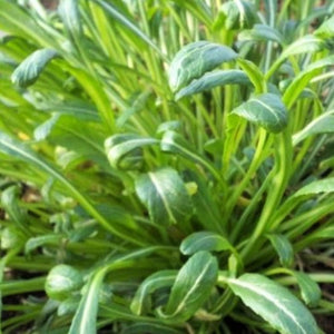 Mibuna Mustard Seeds | NON-GMO | Heirloom | Fresh Garden Seeds