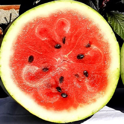 Moon and Star Watermelon Seeds | NON-GMO | Heirloom | Fresh Garden Seeds