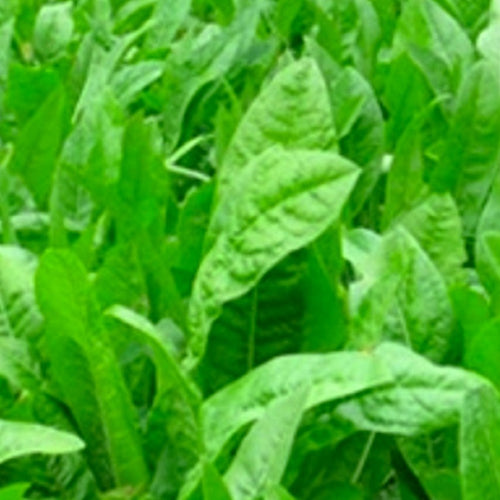 Oasis Chicory Seeds | NON-GMO | Heirloom | Fresh Flower Seeds