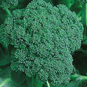 Organic Calabrese Green Sprouting Broccoli Seeds | NON-GMO | Fresh Garden Seeds