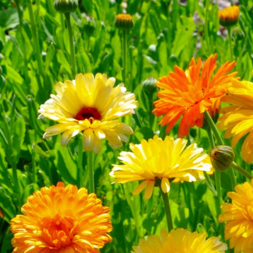 Calendula Seeds | Pacific Beauty Mix | Heirloom | Fresh Flower Seeds