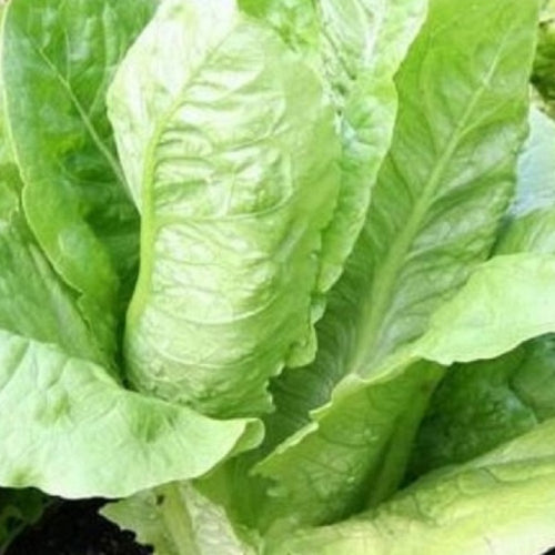 Parris Island Romaine Seeds | NON-GMO | Instant Latch Fresh Garden Seeds