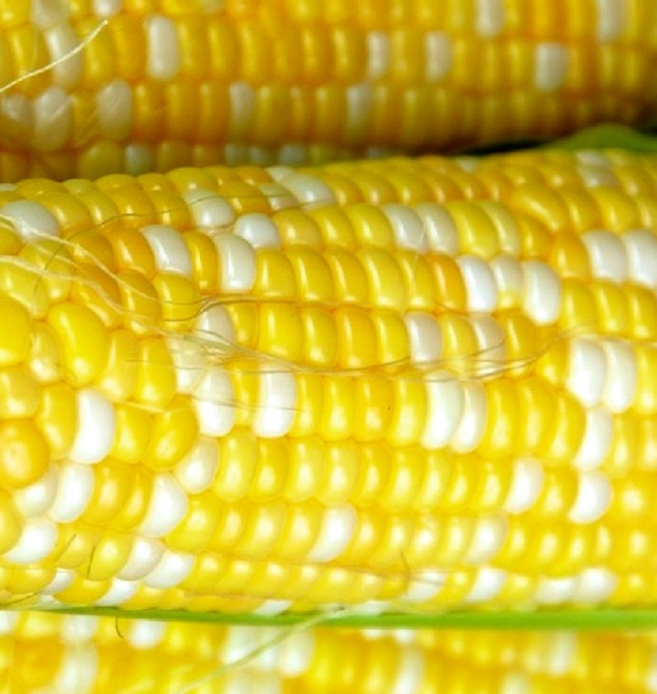 Peaches & Cream Corn Seeds | Hybrid | Fresh Garden Seeds