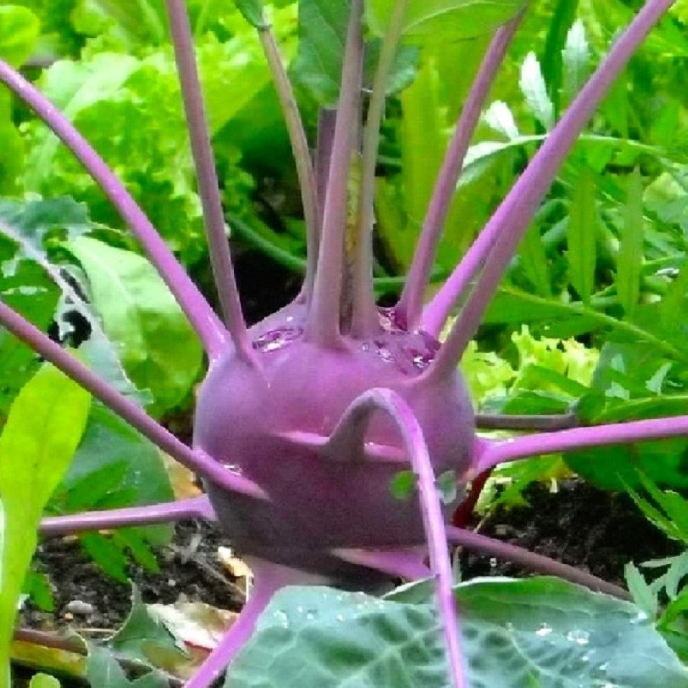 Purple Vienna Kohlrabi Seeds | NON-GMO | Fresh Garden Seeds