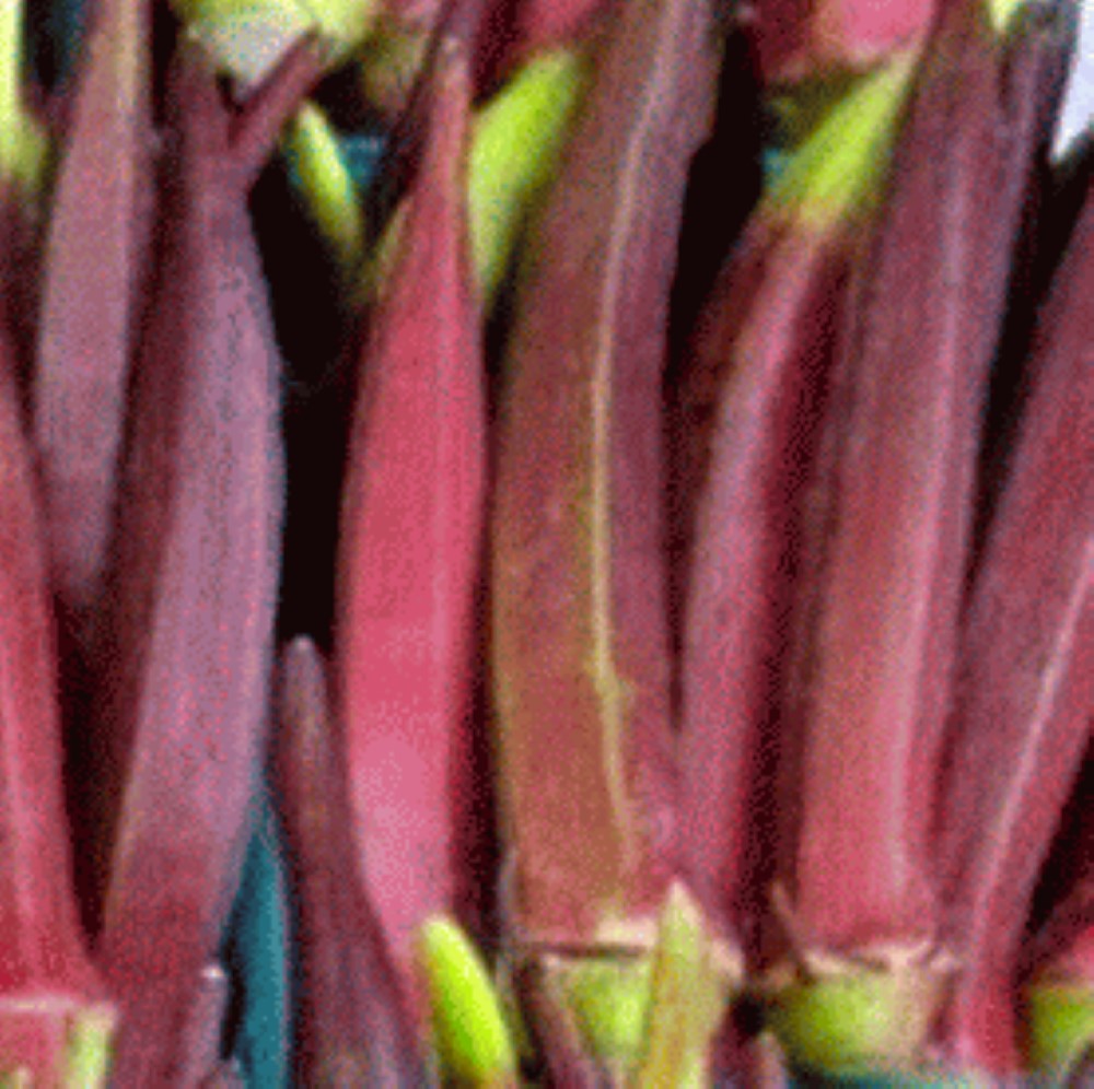 Red Burgundy Okra Seeds | NON-GMO | Heirloom | Fresh Garden Seeds