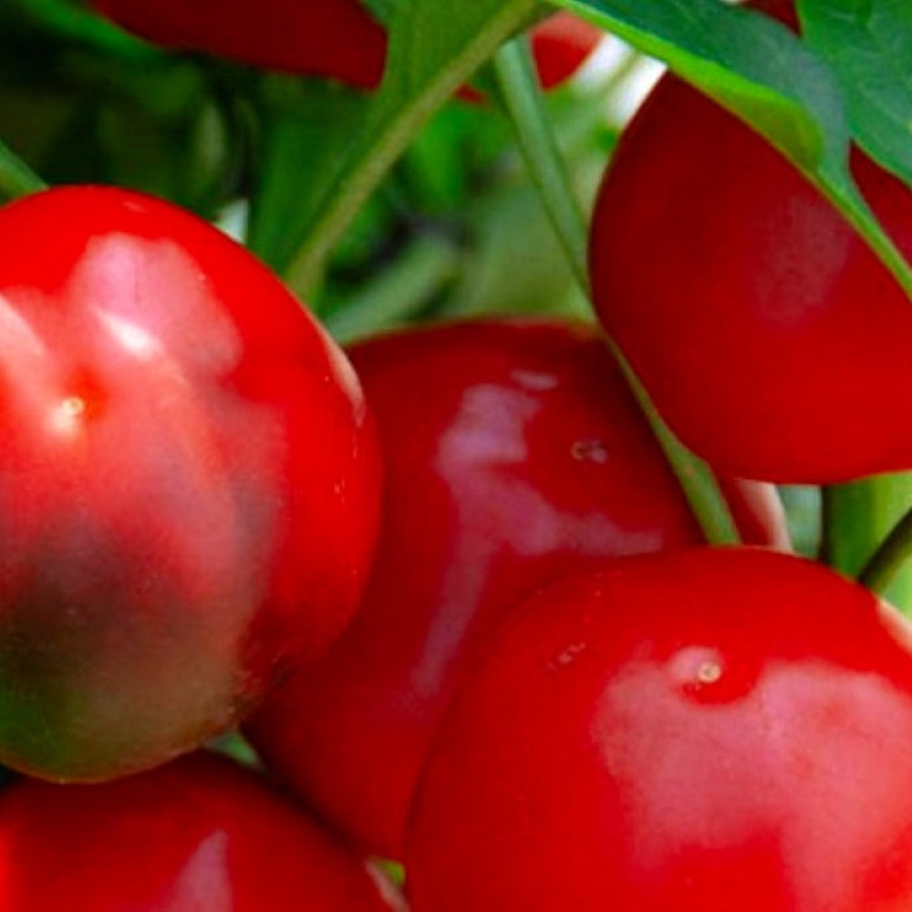 Red Cherry Sweet Pepper Seeds | NON-GMO | Heirloom | Fresh Garden Seeds