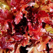 Load image into Gallery viewer, Red Salad Bowl Lettuce Seeds | NON-GMO | Heirloom | Fresh Garden Seeds