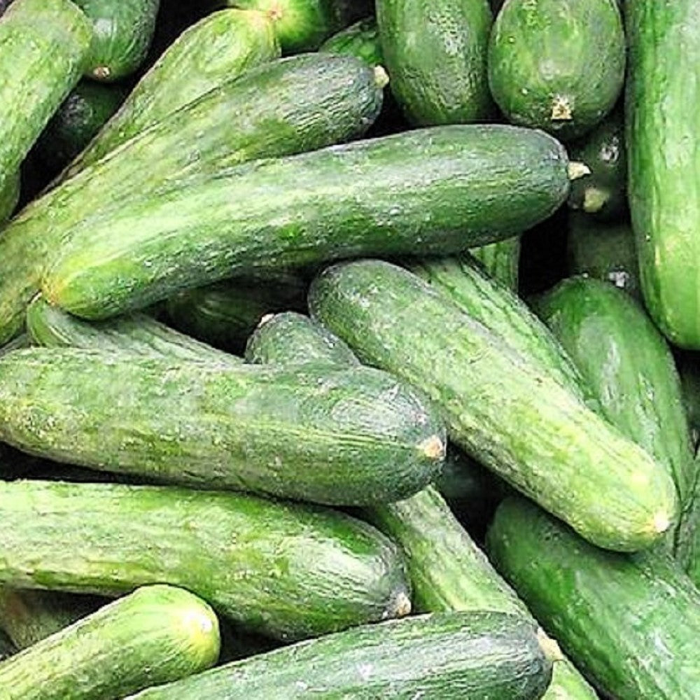 Rhinish Pickle Cucumber Seeds | NON-GMO | Heirloom | Fresh Garden Seeds