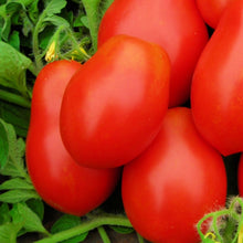 Load image into Gallery viewer, Roma VF Tomato Seeds | NON-GMO | Heirloom | Fresh Vegetable Seeds
