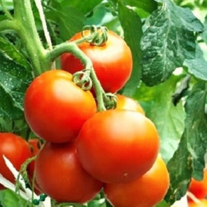 Rutgers Tomato Seeds | Instant Latch Fresh Garden Seeds