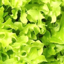 Load image into Gallery viewer, Salad Bowl Lettuce Seeds | NON-GMO | Instant Latch Fresh Garden Seeds