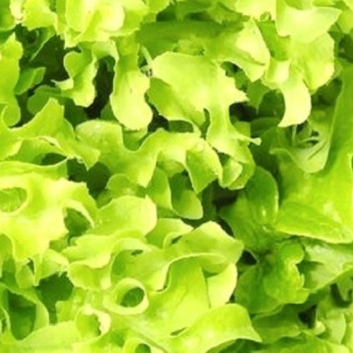Salad Bowl Lettuce Seeds | NON-GMO | Instant Latch Fresh Garden Seeds